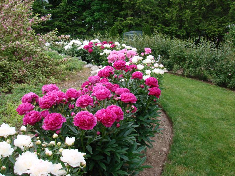 Yard Landscaping Pictures & Ideas: Clare & Tommy\'s Backyard - Mid-Spring 2010